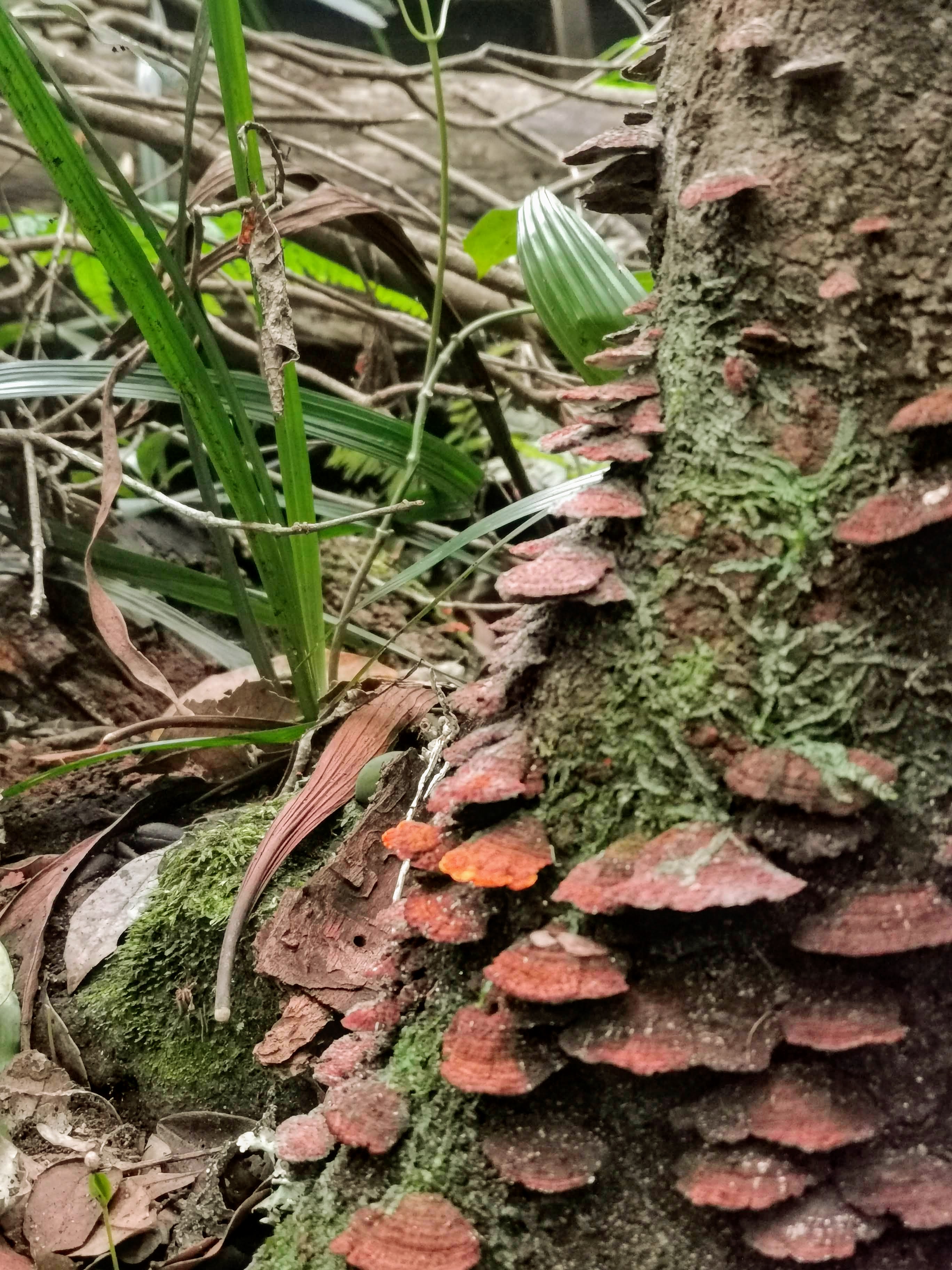 Reddish-brown bracket fungi